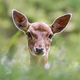 Amsterdamse Waterleidingduinen